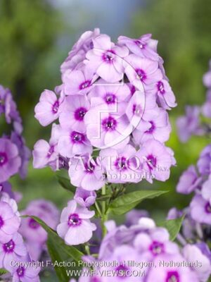 botanic stock photo Phlox