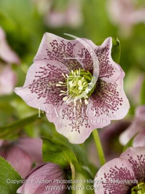 botanic stock photo Helleborus