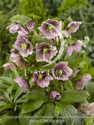 botanic stock photo Helleborus