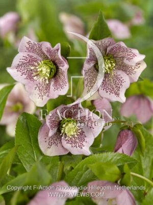 botanic stock photo Helleborus
