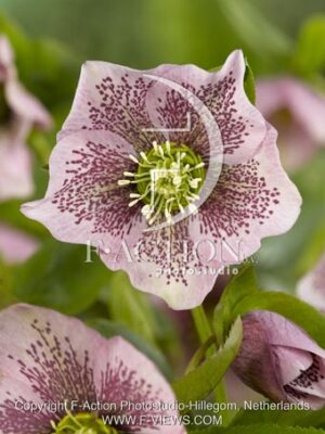 botanic stock photo Helleborus
