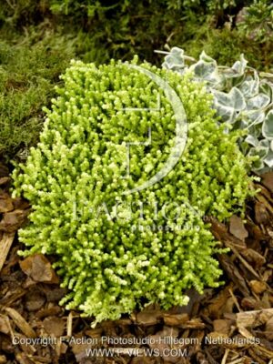 botanic stock photo Sedum