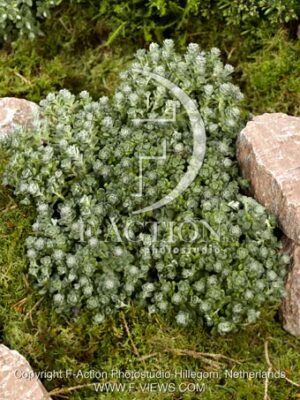 botanic stock photo Sedum