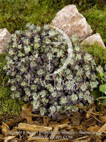 botanic stock photo Sedum