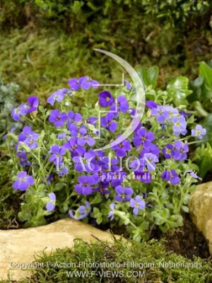 botanic stock photo Aubrieta