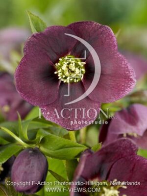 botanic stock photo Helleborus