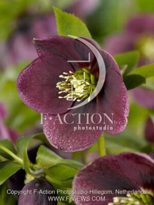botanic stock photo Helleborus