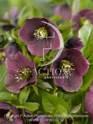 botanic stock photo Helleborus