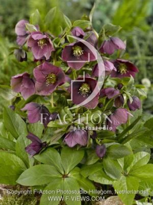 botanic stock photo Helleborus
