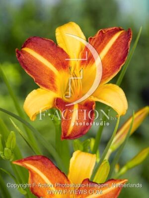 botanic stock photo Hemerocallis