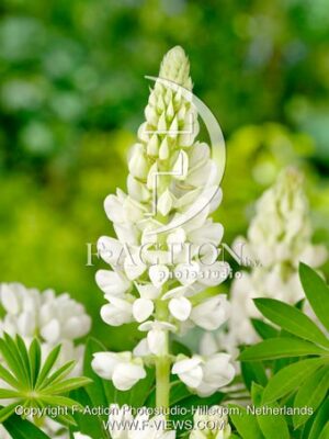 Gallery White