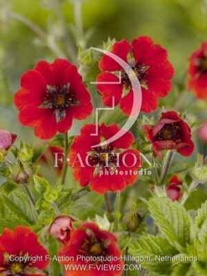 botanic stock photo Potentilla