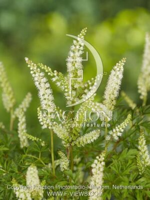 botanic stock photo Aruncus