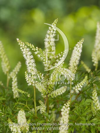 botanic stock photo Aruncus