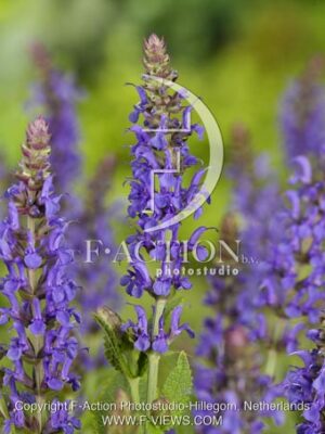 botanic stock photo Salvia