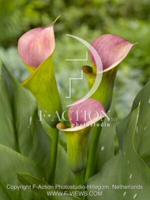 botanic stock photo Zantedeschia