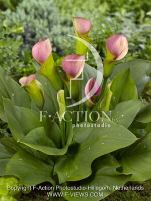 botanic stock photo Zantedeschia
