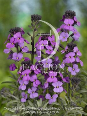 botanic stock photo Erysimum