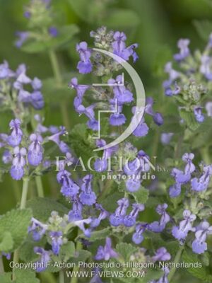 botanic stock photo Nepeta