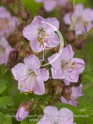 botanic stock photo Geranium