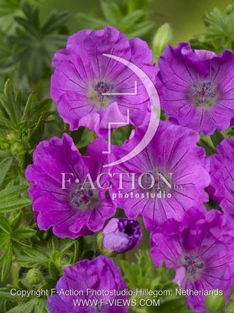 botanic stock photo Geranium