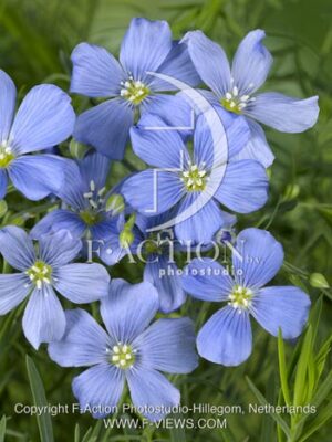 botanic stock photo Linum