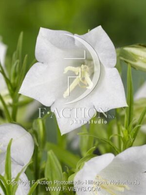botanic stock photo Campanula
