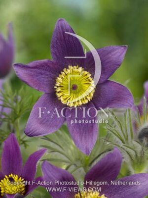 botanic stock photo Pulsatilla