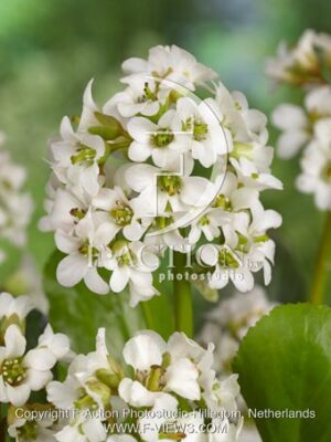 botanic stock photo Bergenia