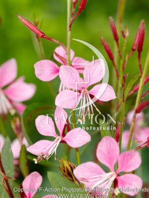 Lindheimeri 'Siskiyou Pink'