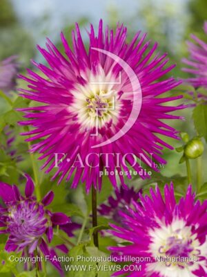 botanic stock photo Dahlia