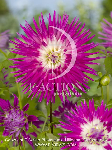 botanic stock photo Dahlia