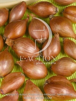 botanic stock photo Allium Cepa