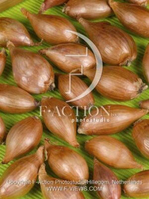 botanic stock photo Allium Cepa