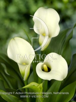 botanic stock photo Zantedeschia
