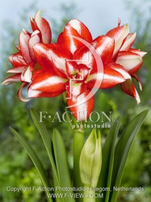 botanic stock photo Hippeastrum