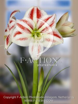 botanic stock photo Hippeastrum