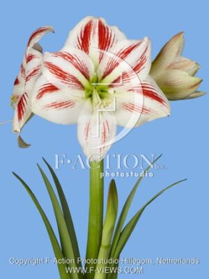 botanic stock photo Hippeastrum