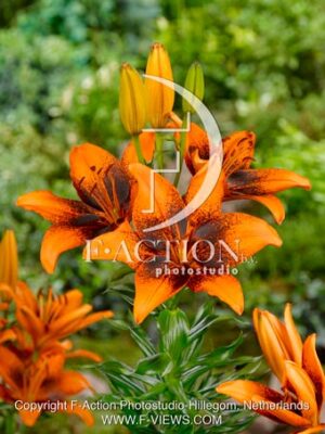 Orange Art