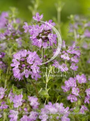 botanic stock photo Thymus