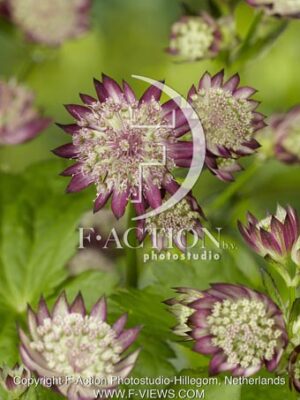 botanic stock photo Astrantia