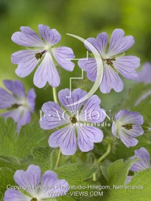 botanic stock photo Geranium