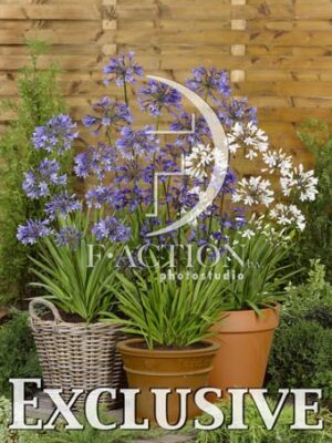 botanic stock photo Agapanthus