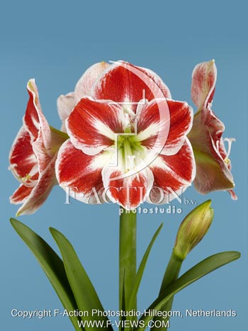 botanic stock photo Hippeastrum