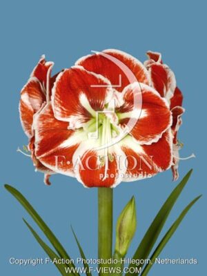botanic stock photo Hippeastrum