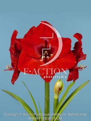 botanic stock photo Hippeastrum