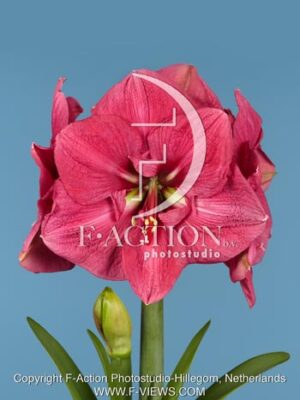 botanic stock photo Hippeastrum