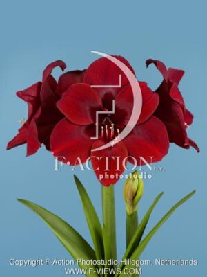 botanic stock photo Hippeastrum