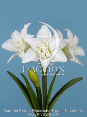 botanic stock photo Hippeastrum