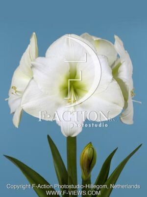 botanic stock photo Hippeastrum